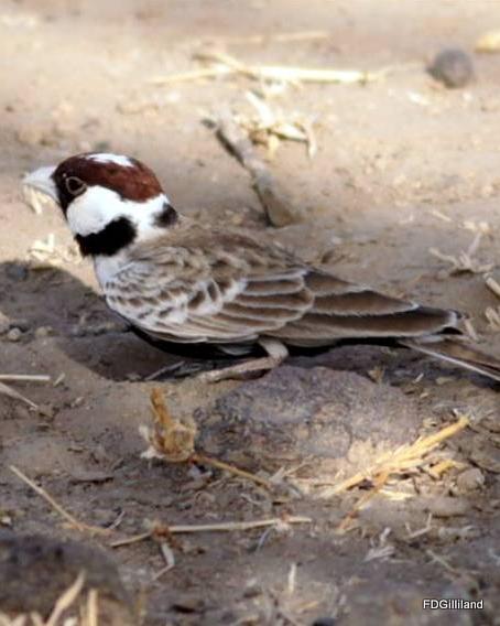 Chestnut-headed Sparrow-Lark