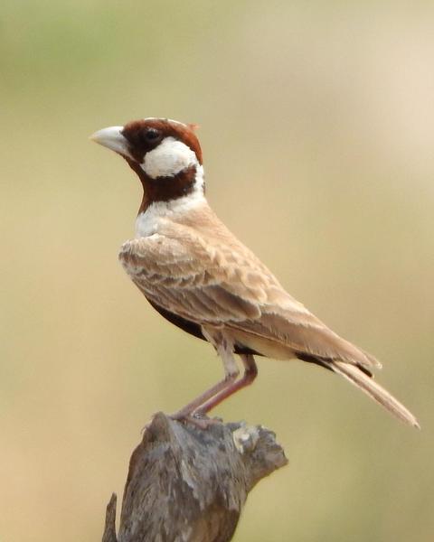 Chestnut-headed Sparrow-Lark