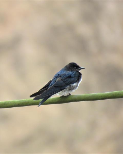 Blue-and-white Swallow