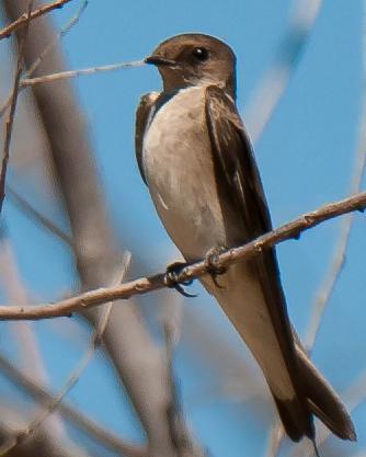 Northern Rough-winged Swallow (Northern)
