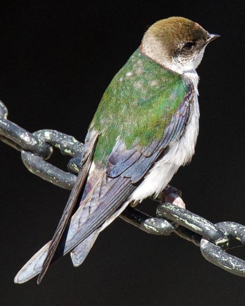 Violet-green Swallow