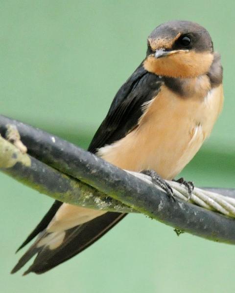 Barn Swallow (American)