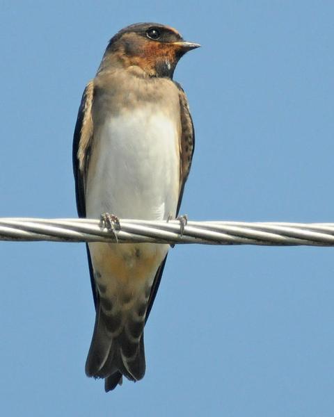 Cliff Swallow (pyrrhonota Group)