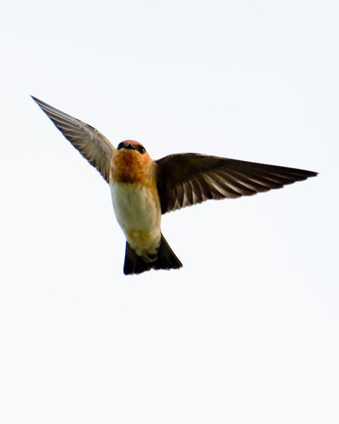 Cave Swallow (Texas)