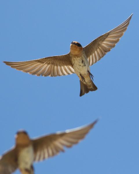 Cave Swallow (Texas)