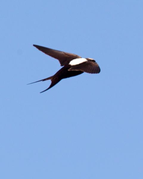 White-backed Swallow