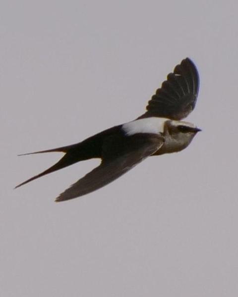 White-backed Swallow