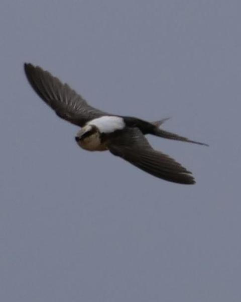 White-backed Swallow