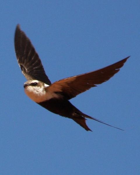 White-backed Swallow