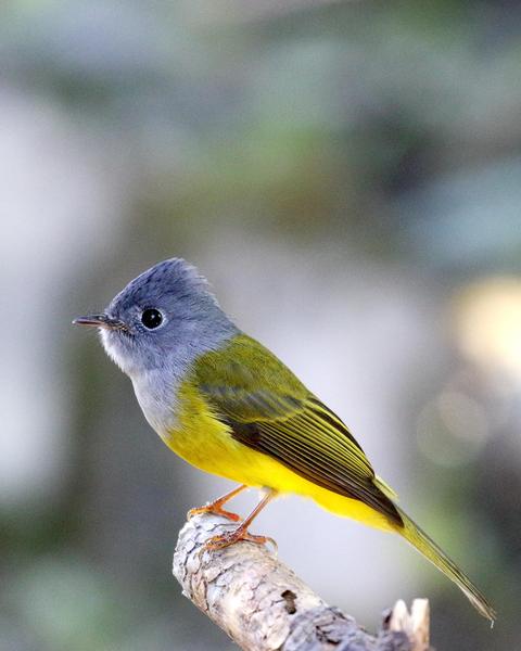 Gray-headed Canary-Flycatcher