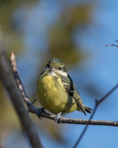 Yellow-bellied Tit