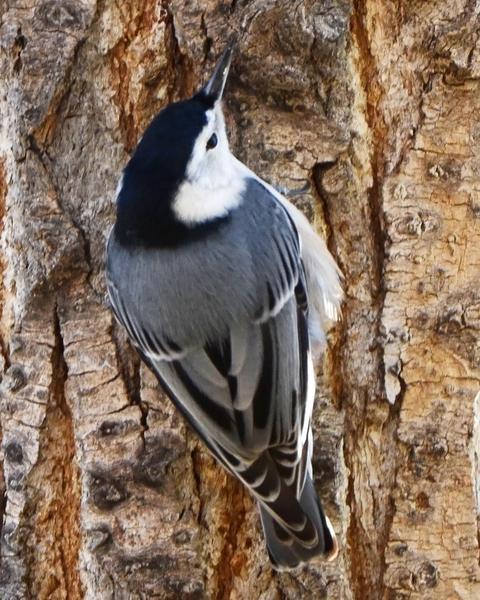 White-breasted Nuthatch (Eastern)