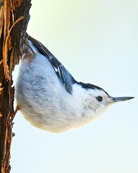 White-breasted Nuthatch (Pacific)