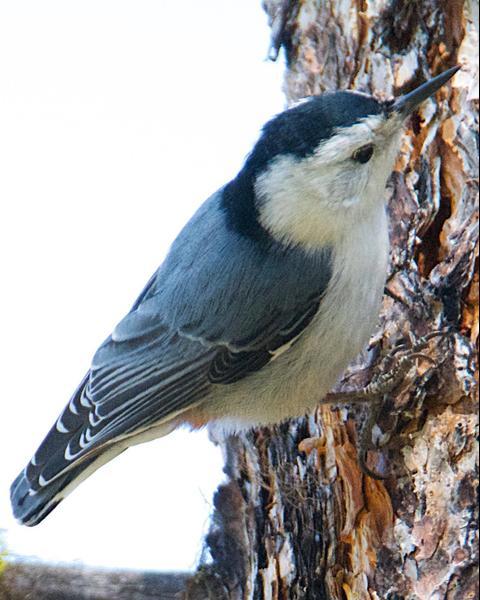 White-breasted Nuthatch (Pacific)