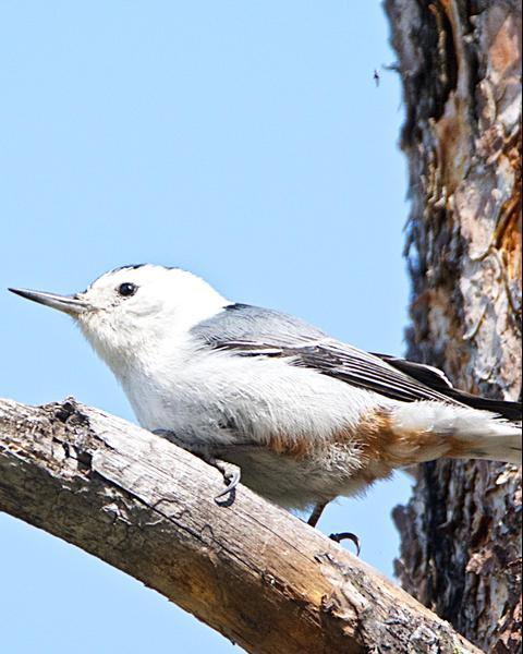 White-breasted Nuthatch (Pacific)