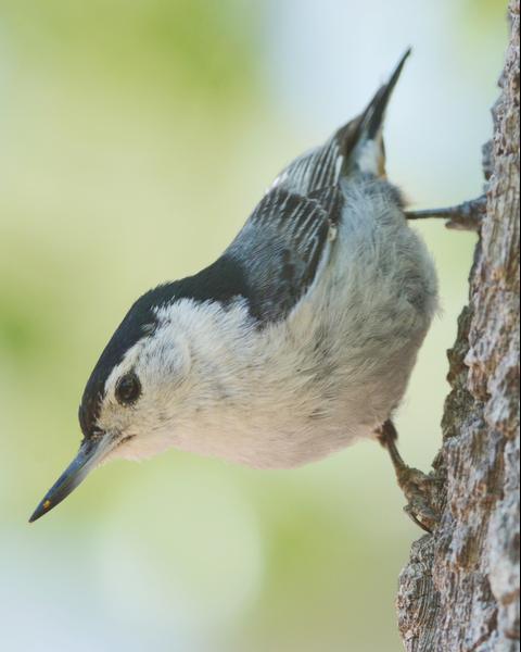 White-breasted Nuthatch (Pacific)