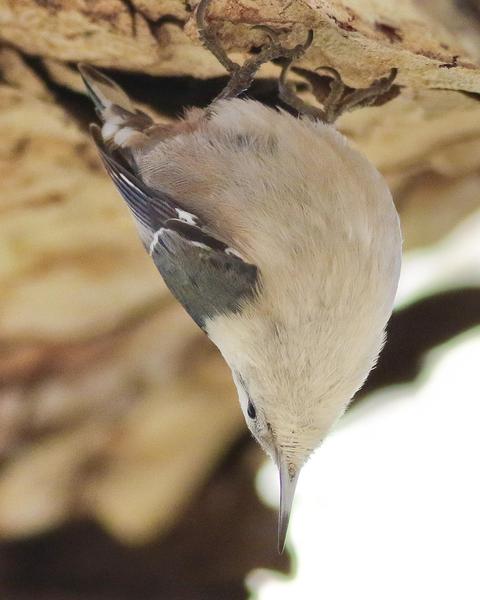 White-breasted Nuthatch (Pacific)