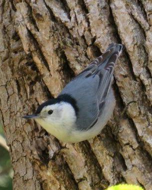 White-breasted Nuthatch (Pacific)