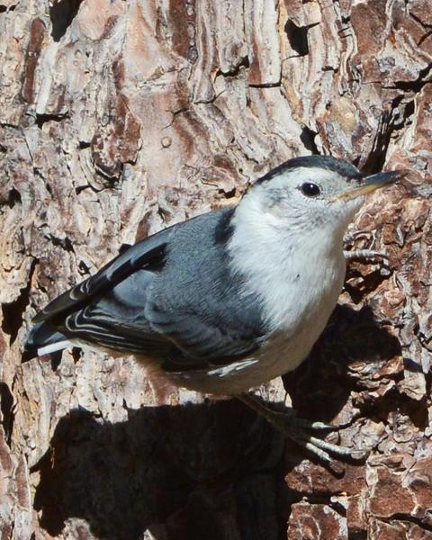 White-breasted Nuthatch (Pacific)