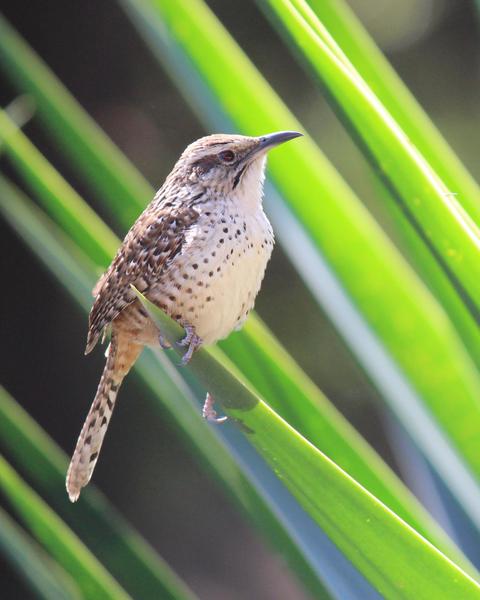 Spotted Wren