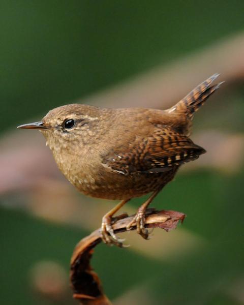 Pacific Wren (pacificus Group)