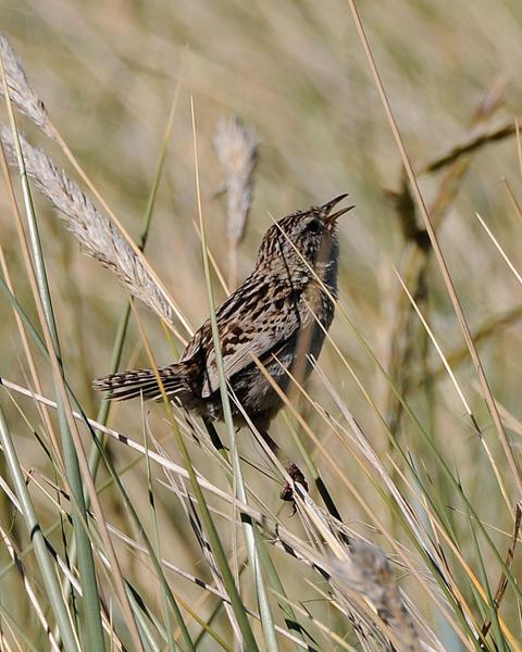 Sedge Wren (Falklands)