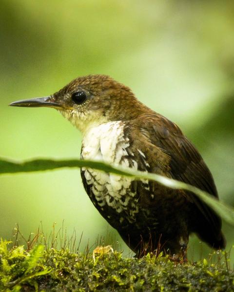 Scaly-breasted Wren