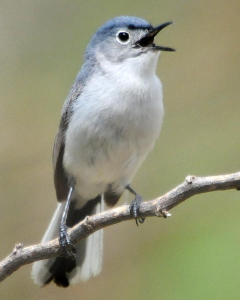 Blue-gray Gnatcatcher (obscura Group)