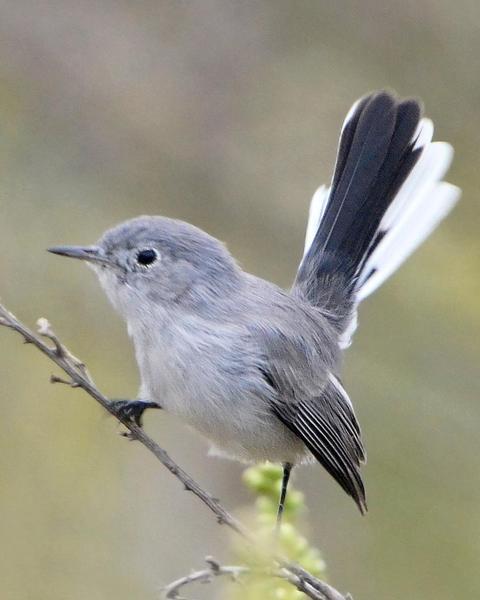 Blue-gray Gnatcatcher (obscura Group)