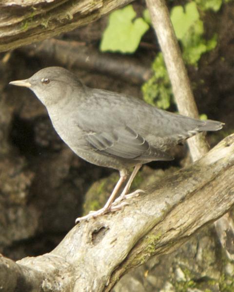 American Dipper (Northern)