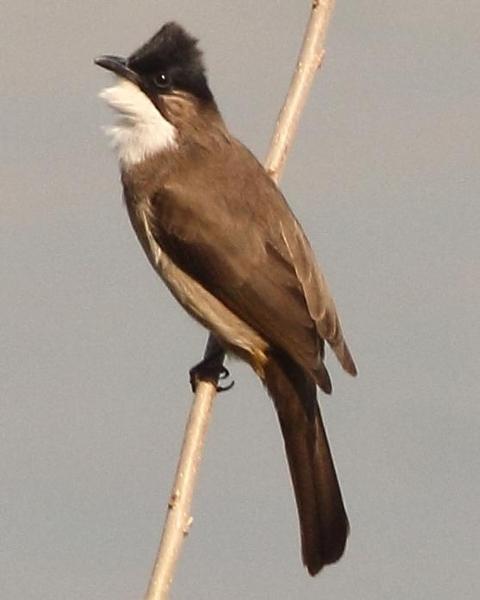 Brown-breasted Bulbul
