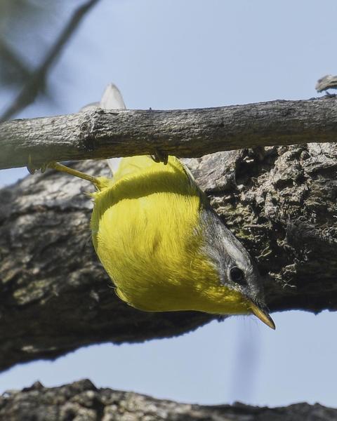 Gray-hooded Warbler