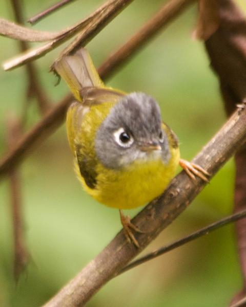 Gray-cheeked Warbler