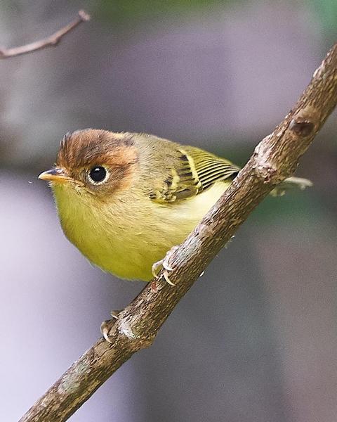 Yellow-breasted Warbler