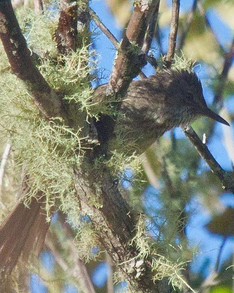 Madagascar Brush-Warbler