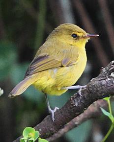 Mountain Yellow-Warbler
