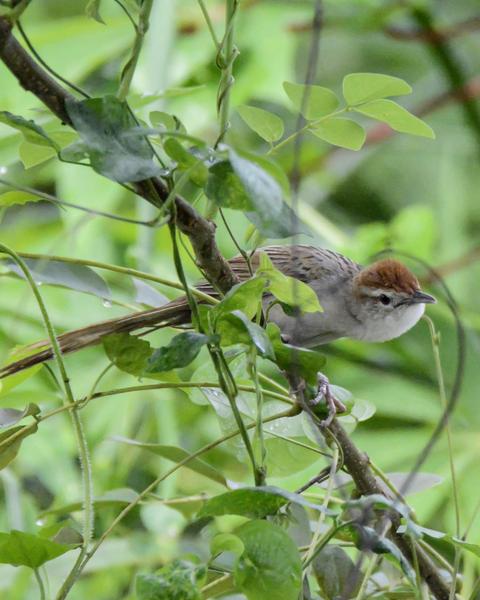 Tawny/Papuan Grassbird