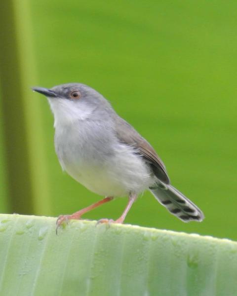 Gray-breasted Prinia