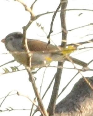 Gray-headed Parrotbill