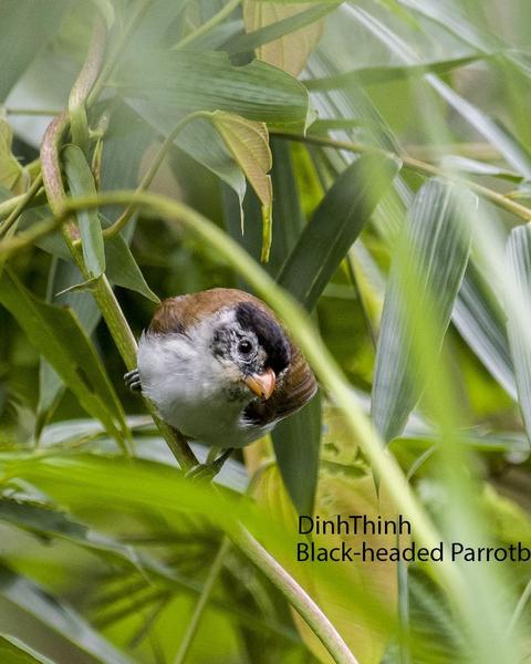 Black-headed Parrotbill