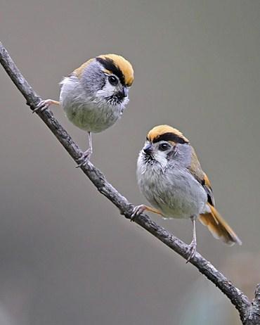 Black-throated Parrotbill