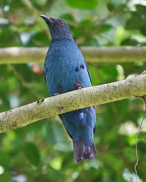 Asian Fairy-bluebird