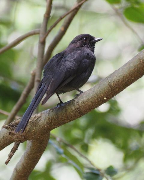 Northern Black-Flycatcher