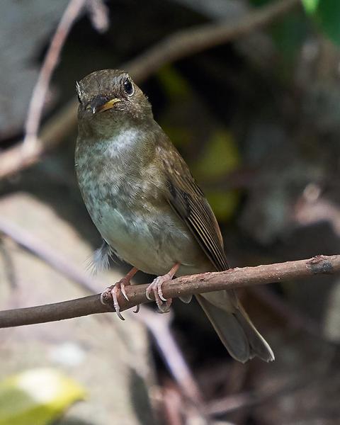 Brown-chested Jungle-Flycatcher
