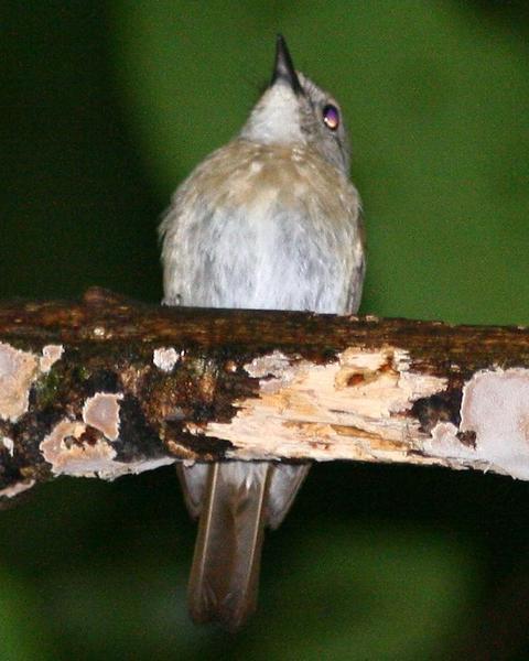Chestnut-tailed Jungle-Flycatcher