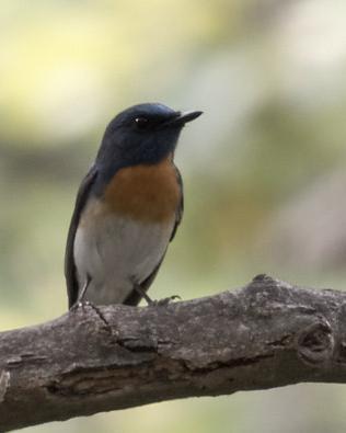 Blue-throated/Chinese Blue Flycatcher