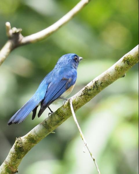Malaysian Blue Flycatcher