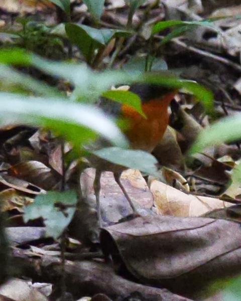 Forest Robin
