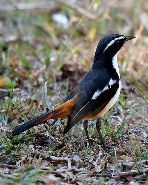 White-throated Robin-Chat
