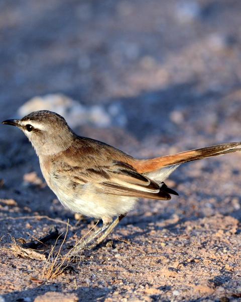Kalahari Scrub-Robin